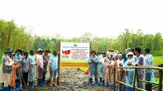 PV Drilling tài trợ 100.000 cây xanh cho dự án phục hồi rừng tràm
