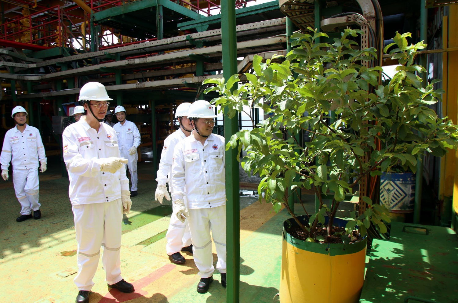Giữa hàng ngàn tấn sắt thép và gió biển mặn chát, những mảng xanh vẫn vươn mình tươi tốt.