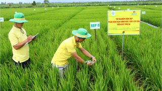 142 hợp tác xã trải nghiệm phân bón ứng dụng công nghệ cao của Đạm Cà Mau
