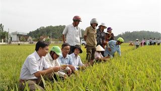 Nông dân gồng gánh giá phân bón vì thuế VAT bất hợp lý