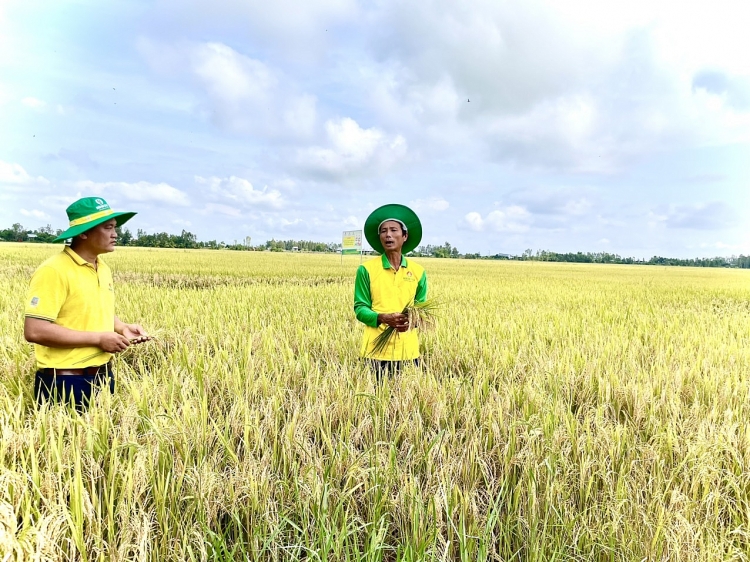 Phân bón Cà Mau: Lợi ích từ mô hình trình diễn ứng dụng công nghệ cao trong sản xuất lúa Phân bón Cà Mau: Lợi ích từ mô hình trình diễn ứng dụng công nghệ cao trong sản xuất lúa