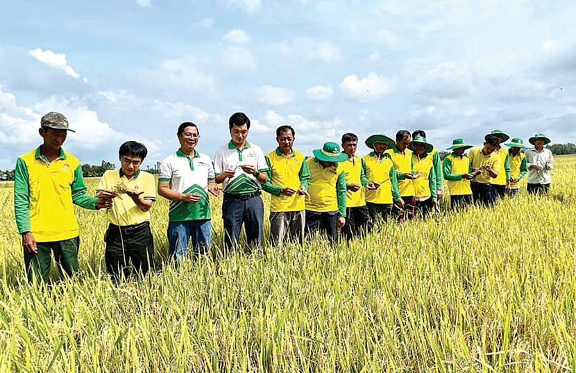 PVCFC dồn lực cho 3 mũi nhọn PVCFC dồn lực cho 3 mũi nhọn