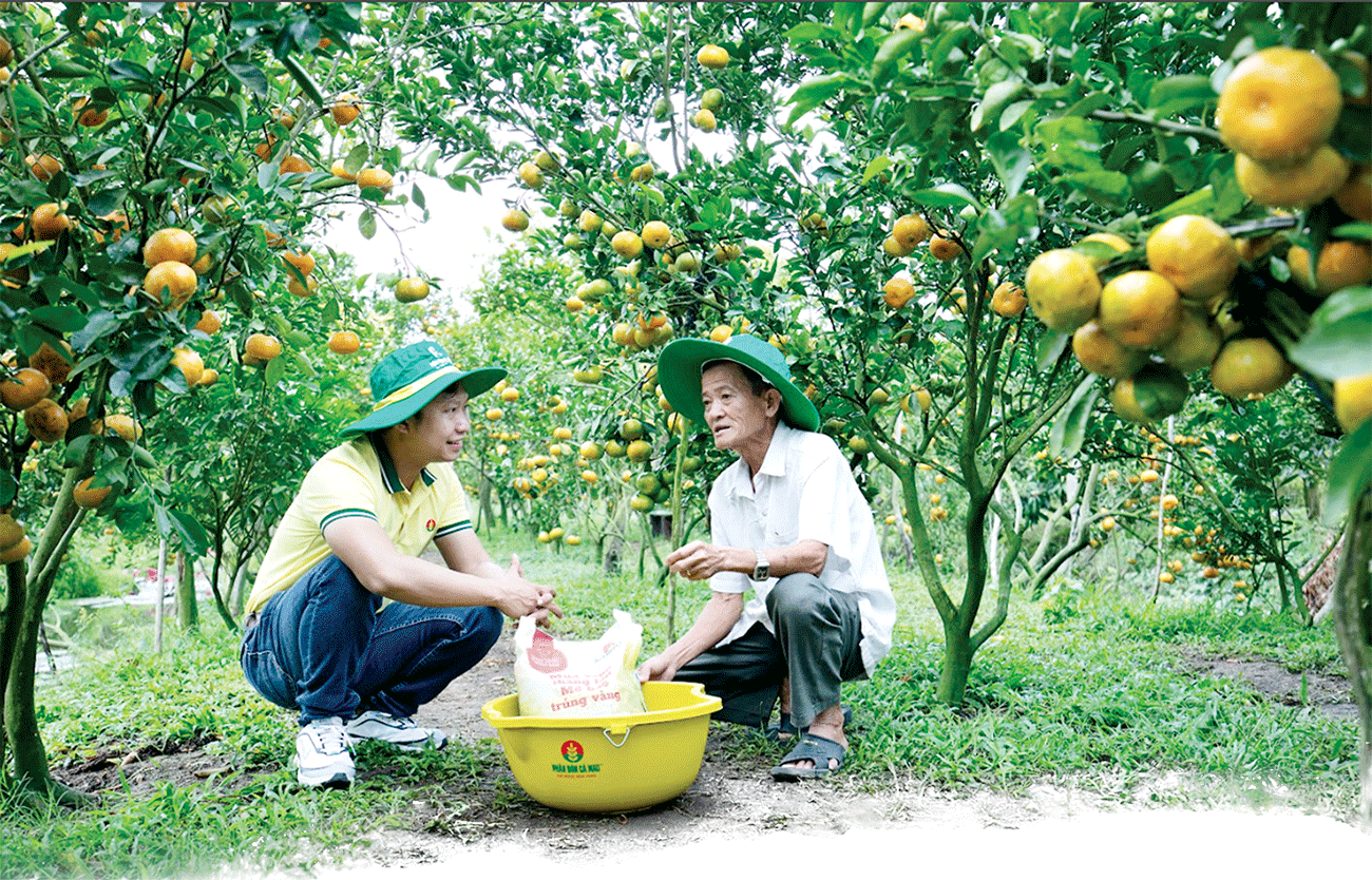 Kỹ sư Phân bón Cà Mau tư vấn kỹ thuật, phương pháp sử dụng phân bón cho nông dân