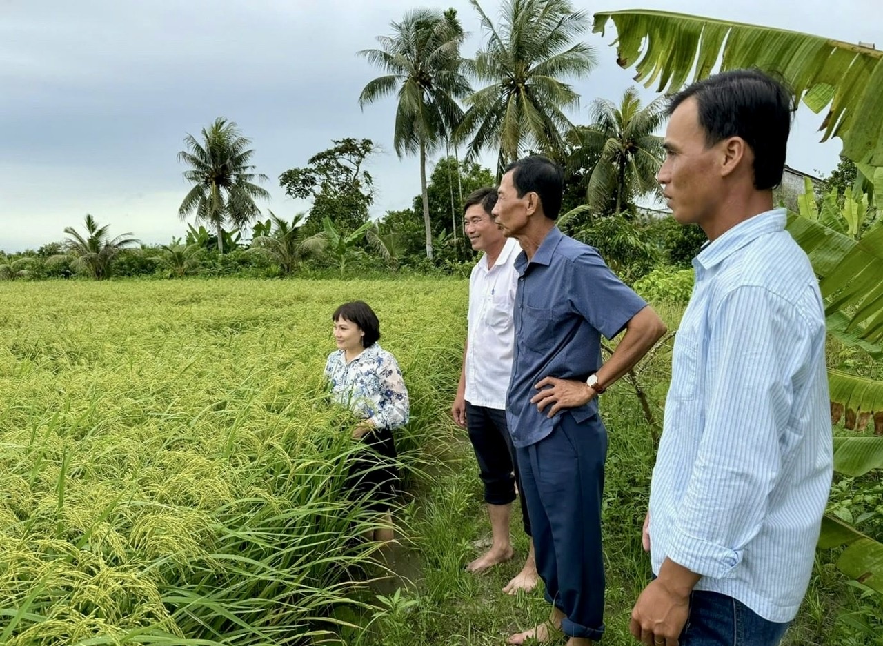 Nông dân Cà Mau canh tác lúa nước thân thiện môi trường