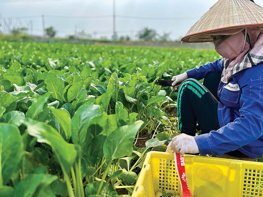 Bài toán thuế GTGT phân bón: Tránh xét lợi ích trực quan mà quên đi mục tiêu lâu dài